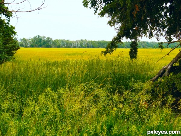 lowland meadows